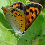 My image