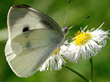 My image