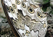 My image