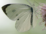 My image