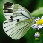 My image