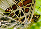 My image