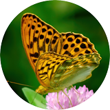 My image