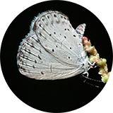 My image
