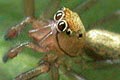 軟体動物：特徴、種類、例 - 軟体動物の特徴