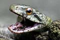 軟体動物：特徴、種類、例 - 軟体動物の例