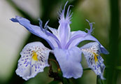 My image
