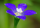 My image