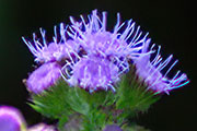 My image