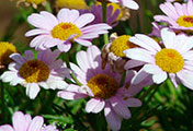 My image