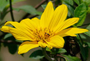 My image