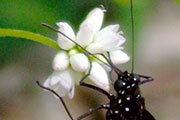 My image
