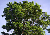 My image