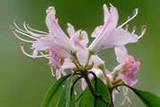 My image