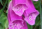 My image