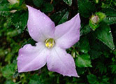My image