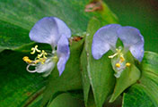 My image