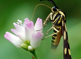 My image