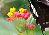 My image