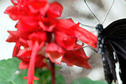 My image