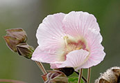 My image