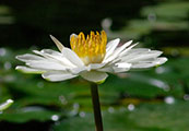 My image