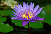 My image