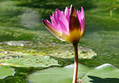 My image