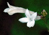 My image
