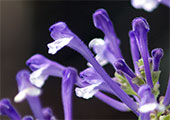 My image
