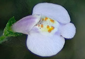 My image