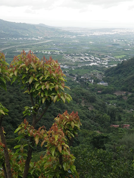 My image