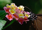 My image