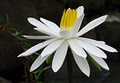 My image