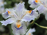 My image