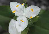 My image