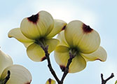 My image
