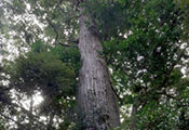 My image