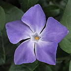 My image