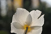 My image
