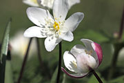 My image